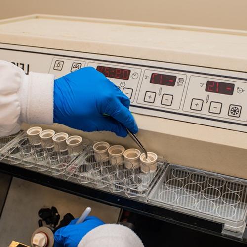 A close-up of hands in blue latex gloves using lab equipment