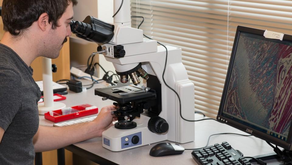 A student looks into a high-tech microscope at the UNE COBRE 组织学和影像学核心. 单元格显示在计算机屏幕上.